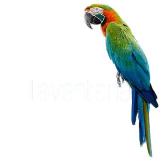 Laventana
